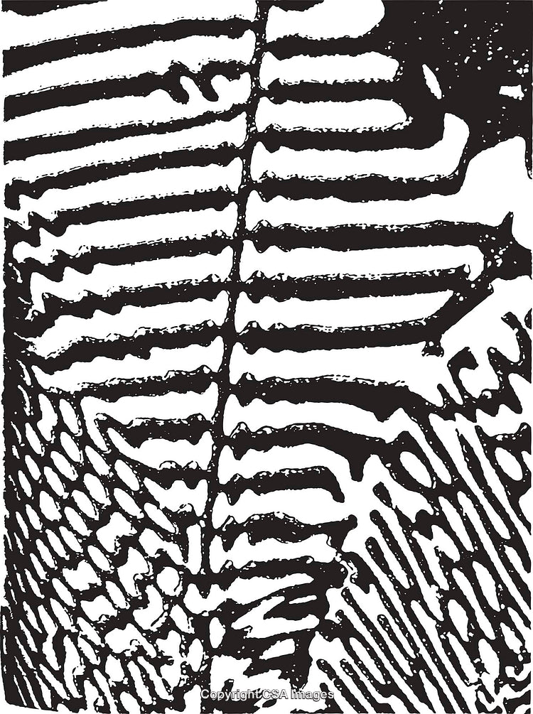 Abstract Black and White Patterned Background with Textured Elements