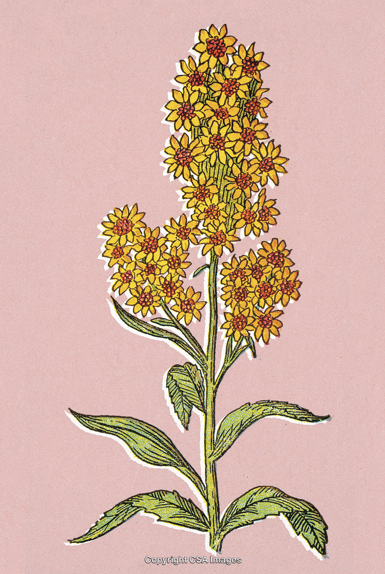 Vintage Botanical Illustration of a Yellow Blooming Plant with Leaves