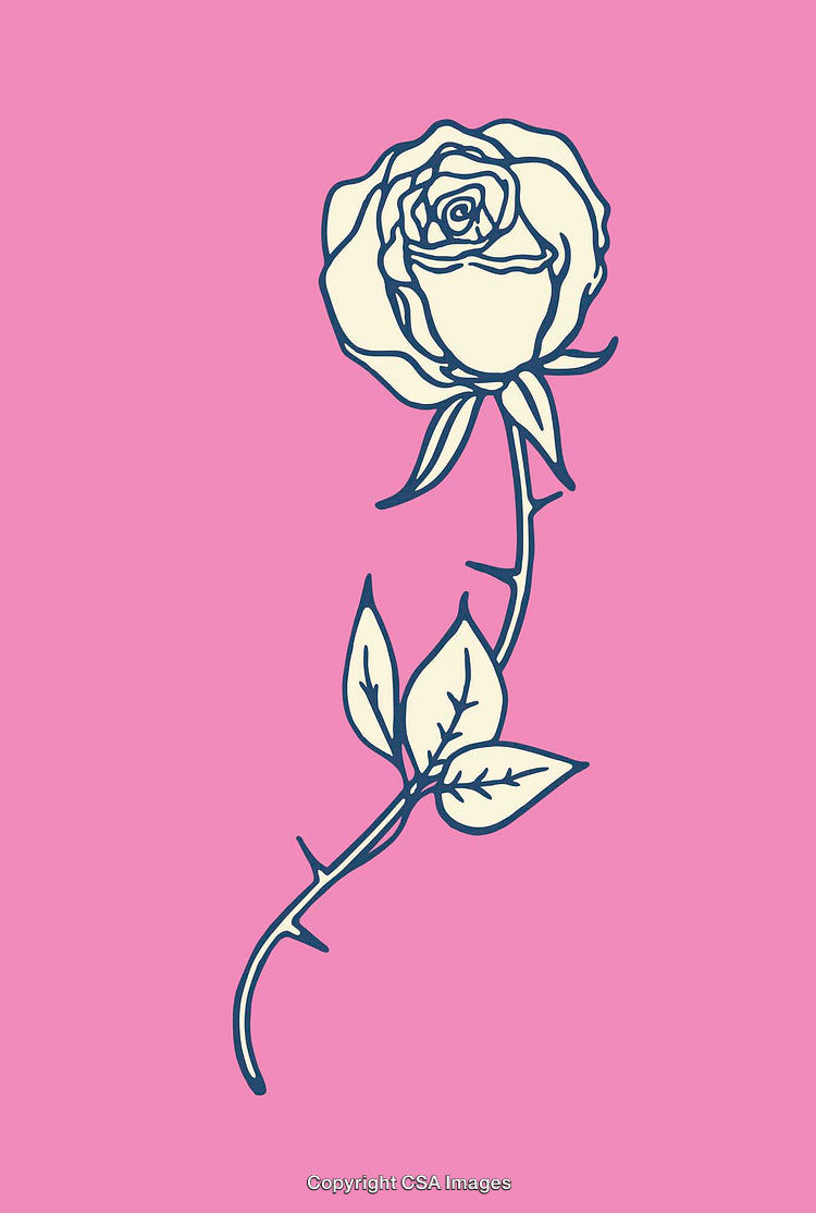 Elegant Botanical Illustration of a Rose With Leaves on Pink Background
