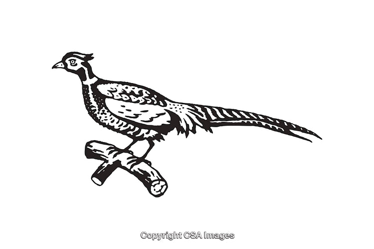 Elegant Black and White Line Art Depiction of a Perched Pheasant