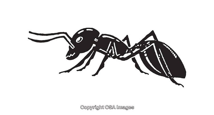 Black and White Ant Line Art Illustration in Minimalist Design Style