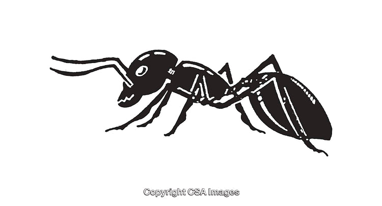 Black and White Ant Line Art Illustration in Minimalist Design Style