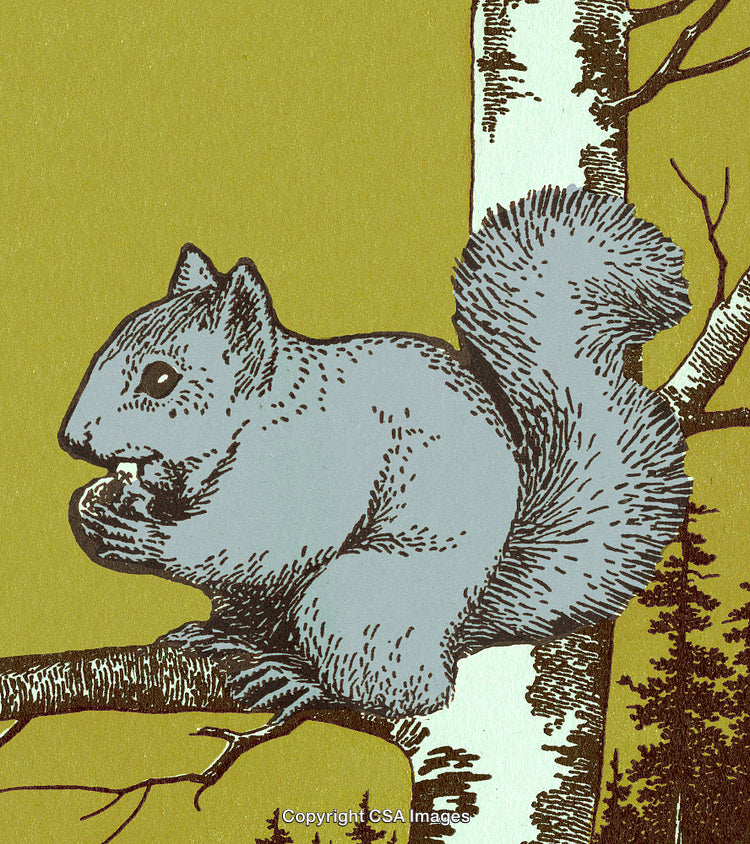 Illustrated Squirrel on Birch Branch Eating in Forest Scene
