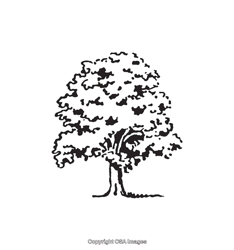 Detailed Black and White Line Art Illustration of a Tree