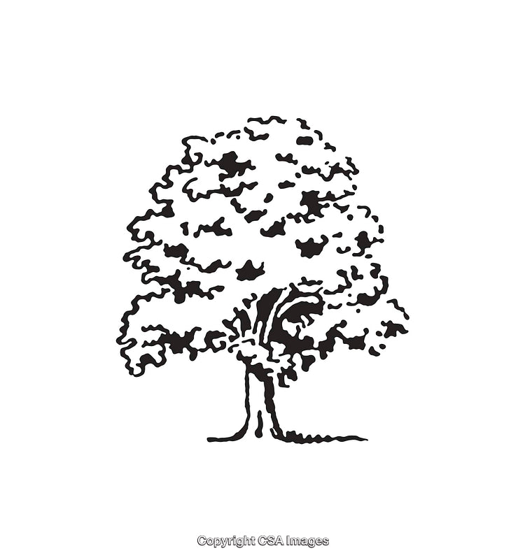 Detailed Black and White Line Art Illustration of a Tree