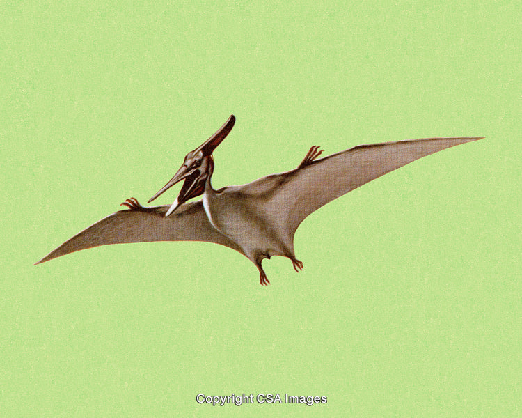 Flying Pterosaur Illustration Against a Light Green Background