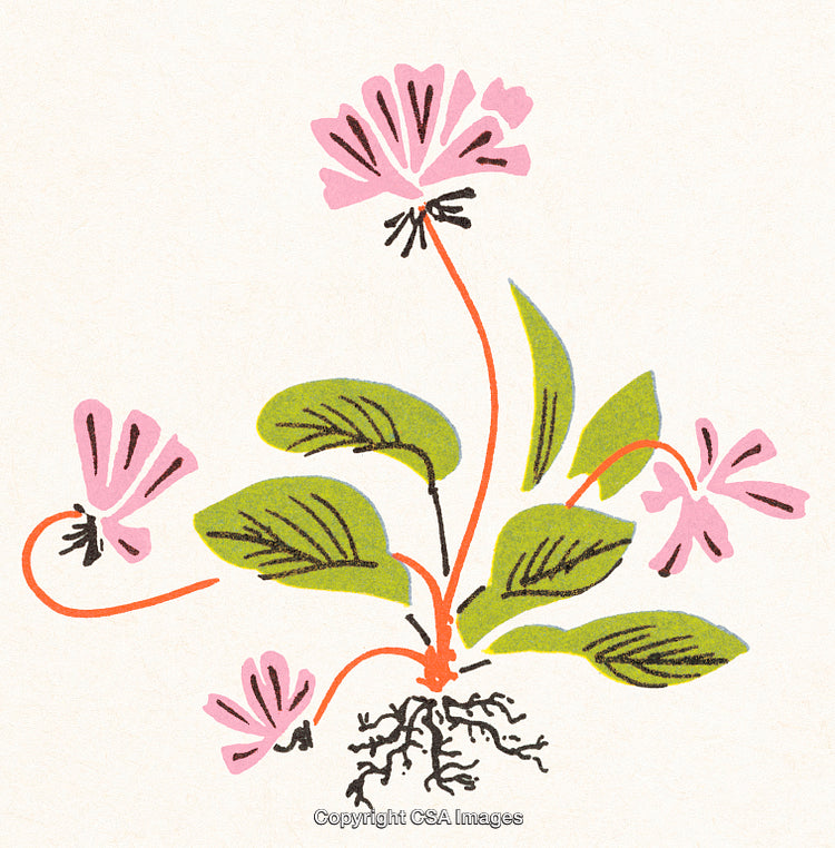 Stylized Illustration of Pink Flowers and Green Leaves with Decorative Roots
