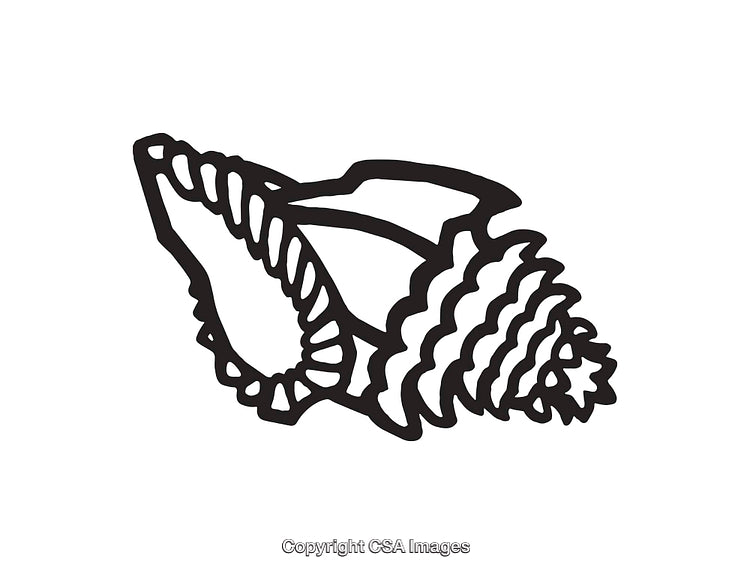 Black and White Line Art Illustration of a Detailed Seashell