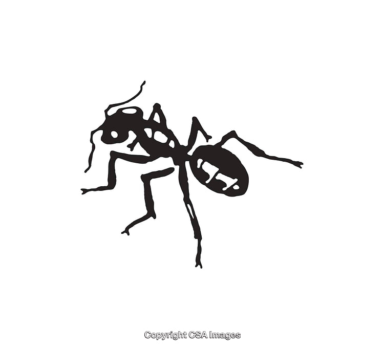 Black and White Line Art Illustration of an Ant on a White Background