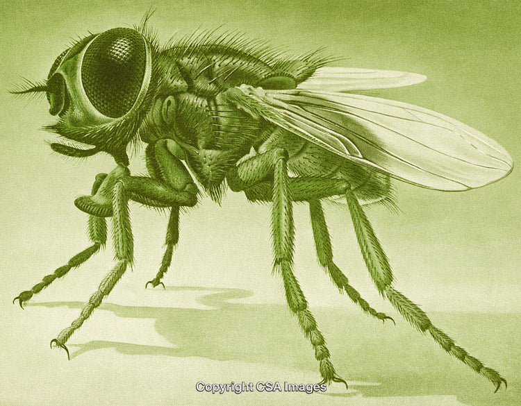 Detailed Illustration of a Fly Highlighting its Anatomy and Textures