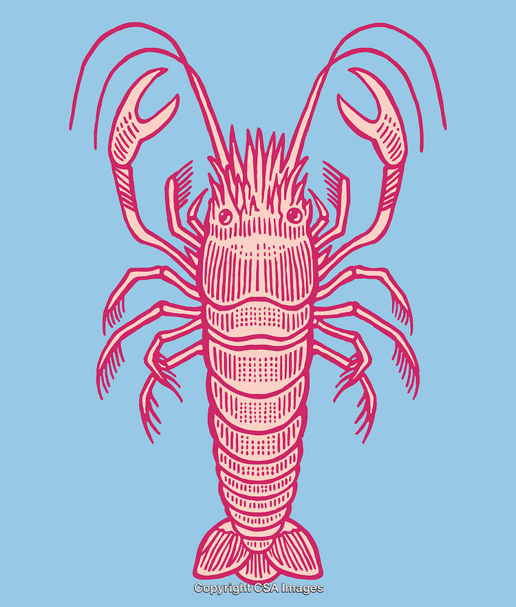 Pink Lobster Line Art Illustration on a Light Blue Background