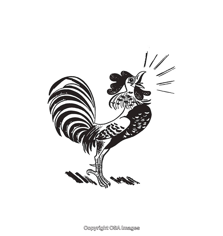 Black and White Line Art of a Crowing Rooster in Dynamic Detail