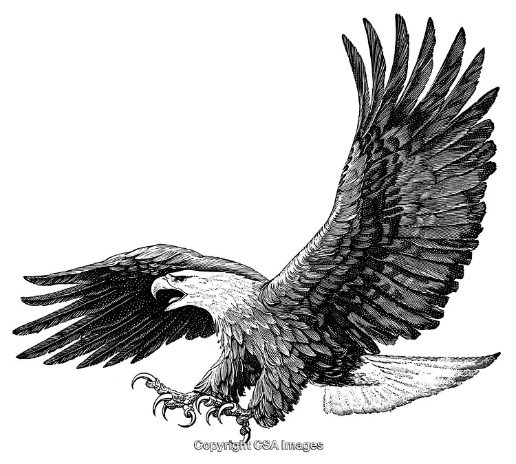 Detailed Engraving of a Bald Eagle in Flight With Outstretched Wings