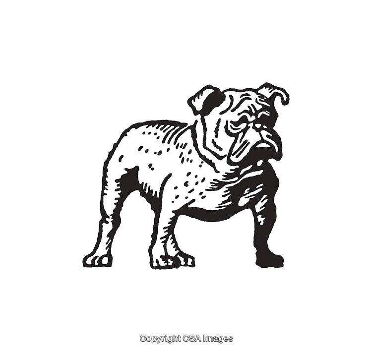Black and White Illustration of a Bulldog Standing Confidently