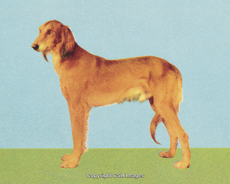 Stylized Halftone Illustration of a Brown Dog on a Colorful Backdrop