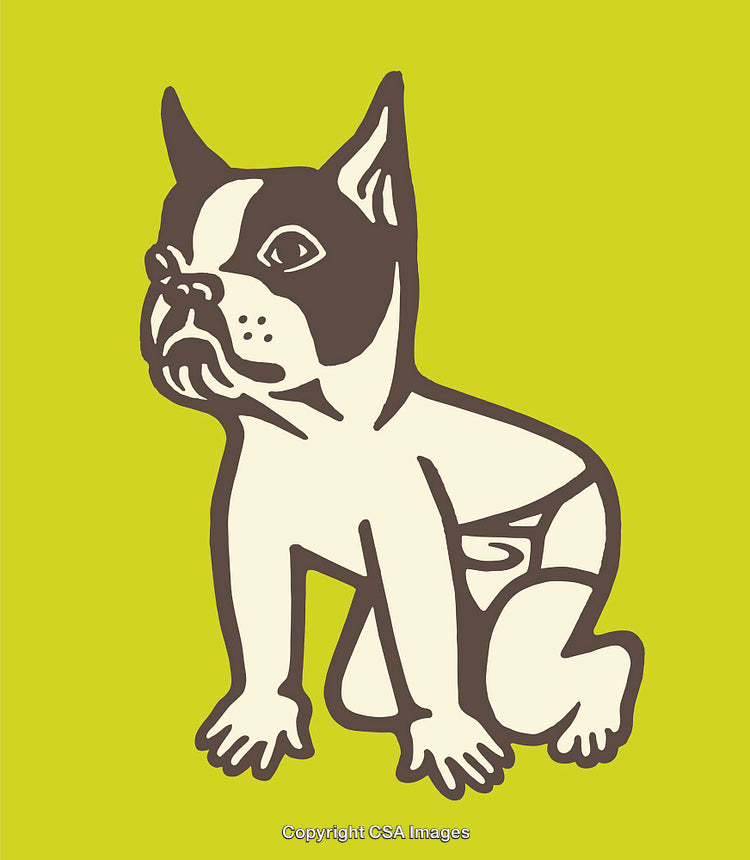 Illustration of a Stylized Boston Terrier with Human-Like Attributes