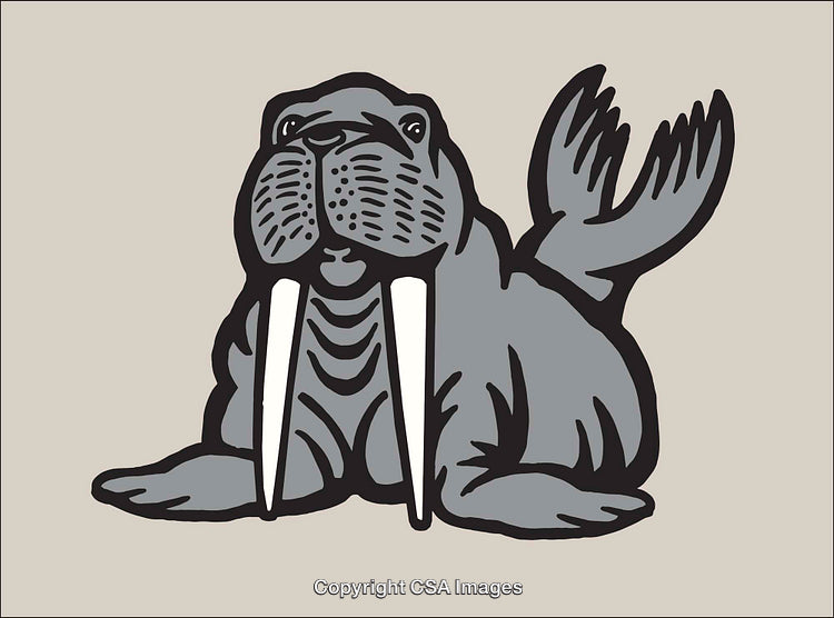 Line Art Illustration of a Walrus with Prominent Tusks on Neutral Background