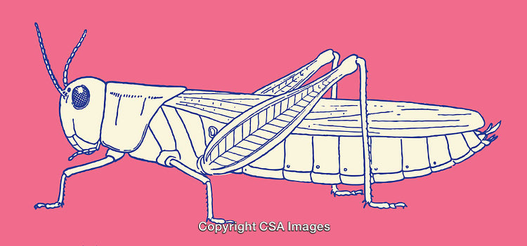 Detailed Line Art Illustration of a Grasshopper on a Vibrant Pink Background
