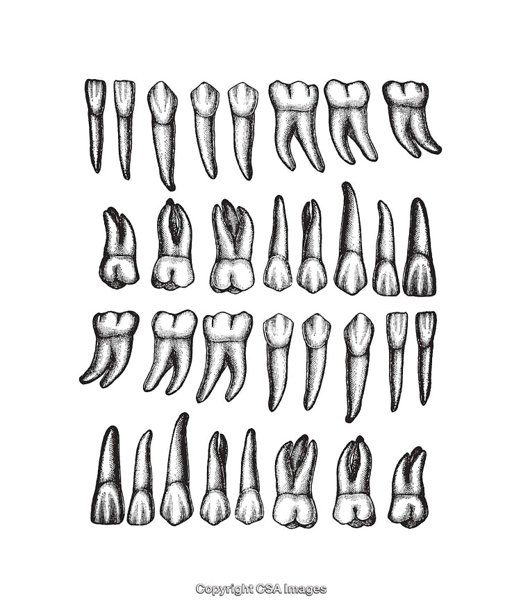 Detailed Black and White Dental Tooth Illustrations in Line Art Style