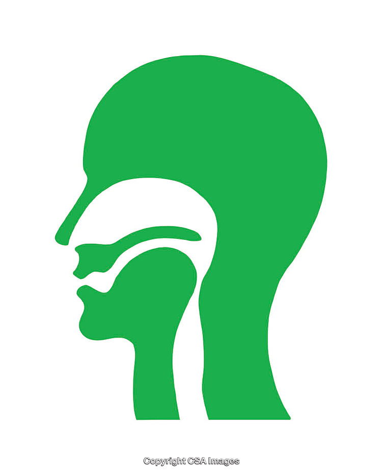 Simplified Illustration of Human Head and Nasal Cavity Anatomy