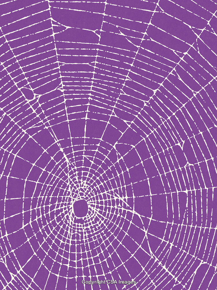 Spider Web on a Purple Background