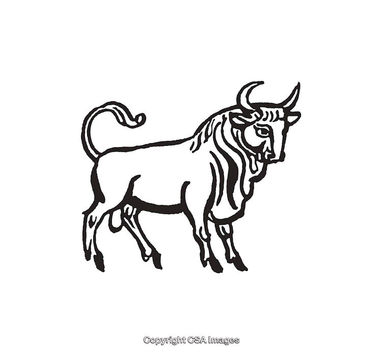 Detailed Black and White Line Art Illustration of a Bull