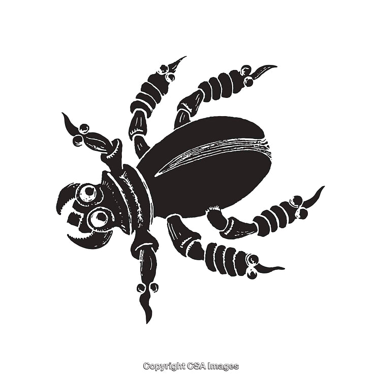 Detailed Black and White Line Art Illustration of a Spider