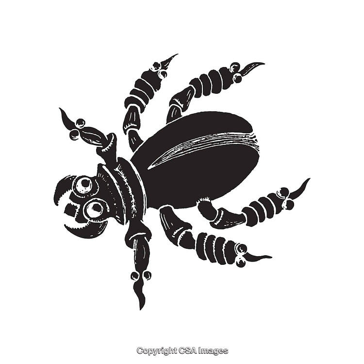 Detailed Black and White Line Art Illustration of a Spider