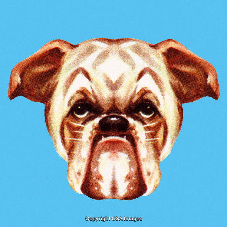 Illustration of a Bulldog Face on Blue Background, Majestic and Bold
