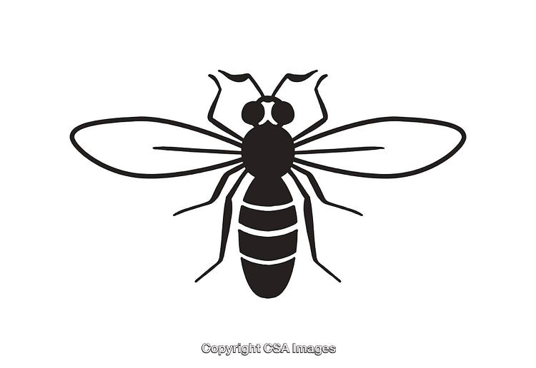Black and White Line Art Illustration of a Flying Insect