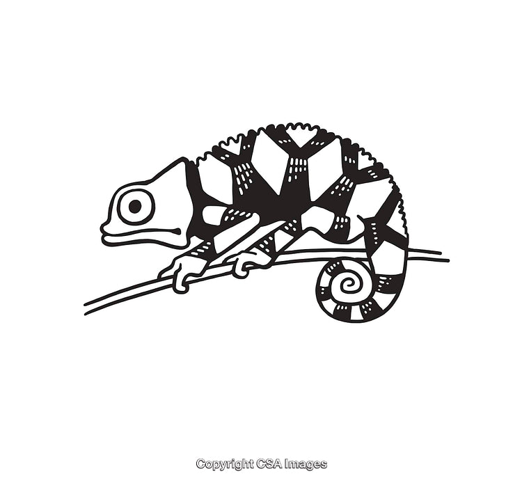 Black and White Line Art of a Chameleon on a Branch