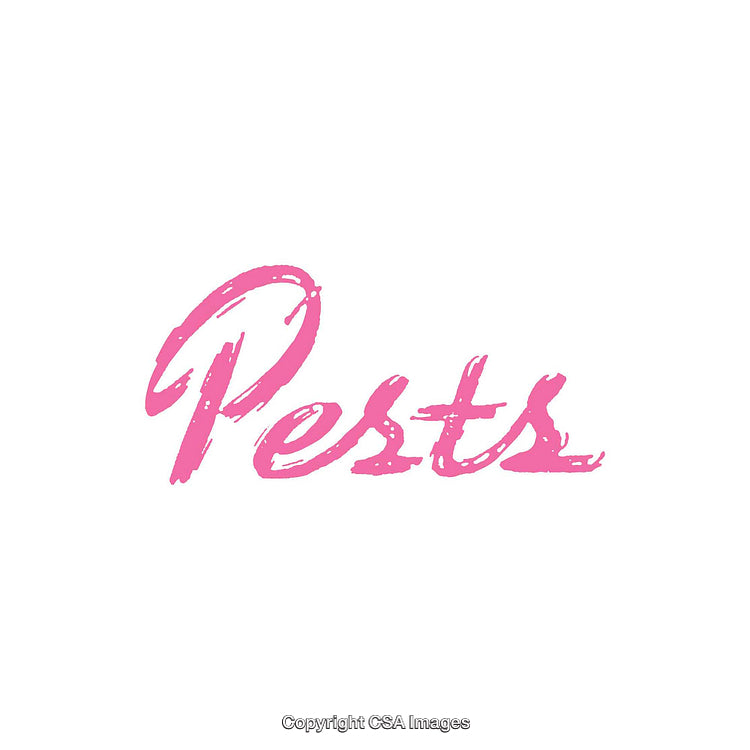 Pink Text Saying 'Pests' Displayed on a Clean White Background