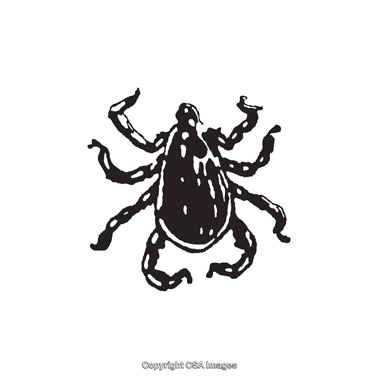 Black and White Line Art Illustration of a Tick