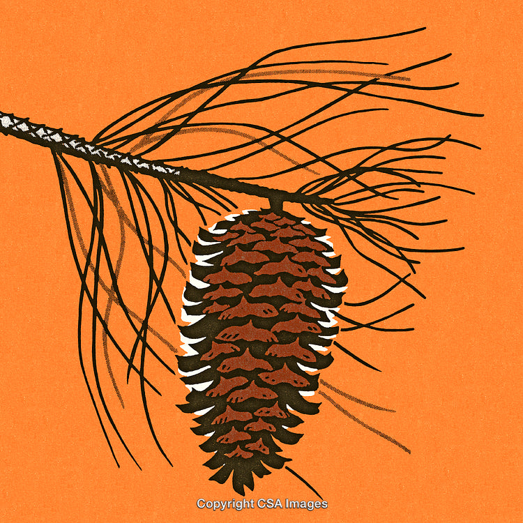 Illustration of a Pine Cone on an Orange Background with Branch Details