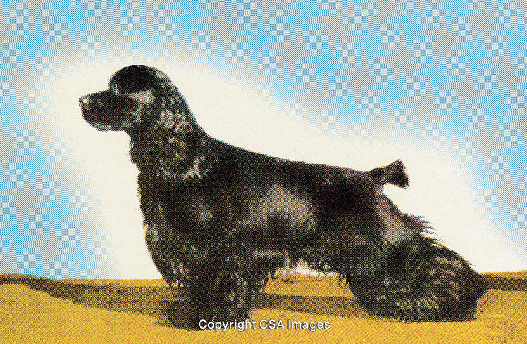 Vintage Style Illustration of a Black Cocker Spaniel Dog in Profile View