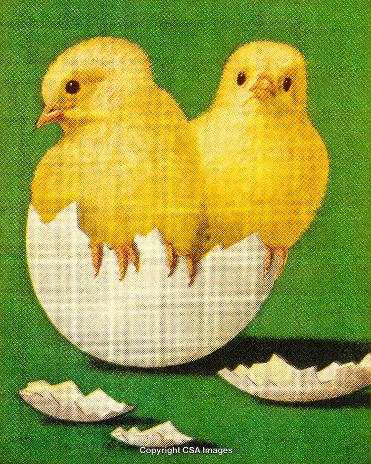 Two Yellow Chicks Emerging from Eggshell with Green Background