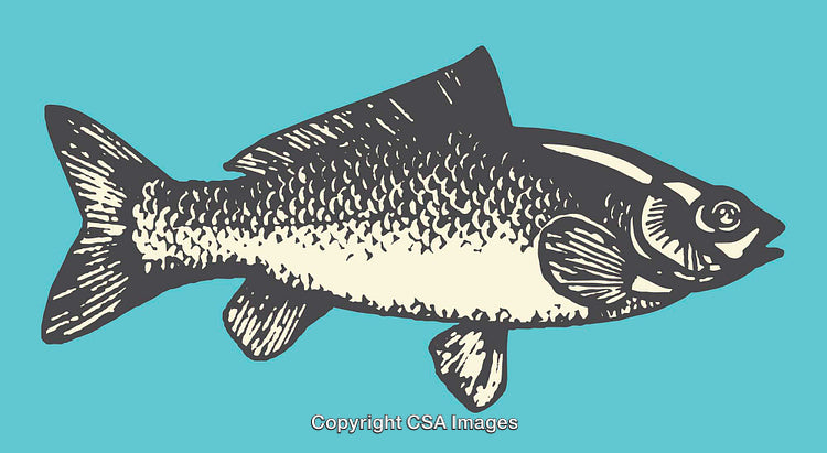 Vintage Style Illustration of Fish in Detailed Line Art Design