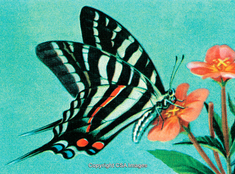 Colorful Butterfly Pollinating a Bright Flower on a Sunny Day