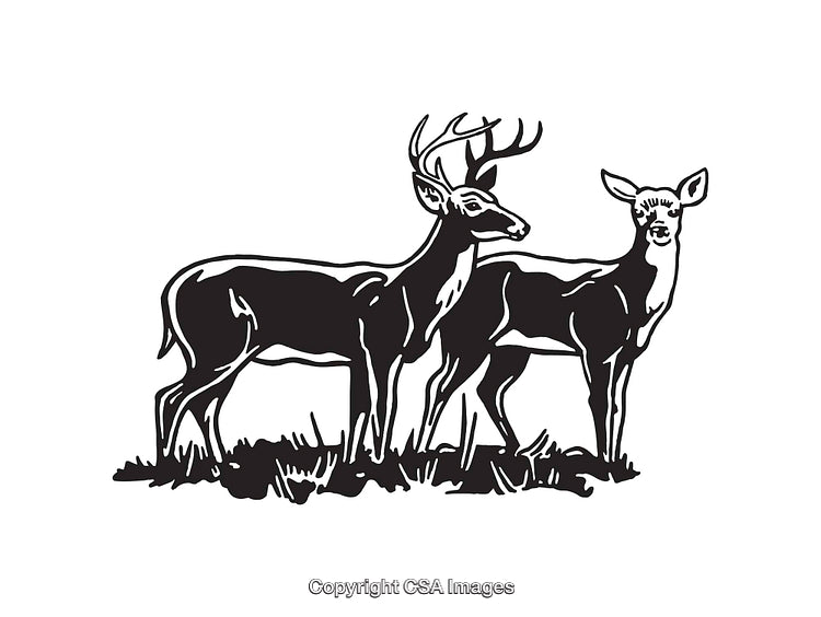 Black And White Line Art Illustration of a Deer Pair in Nature