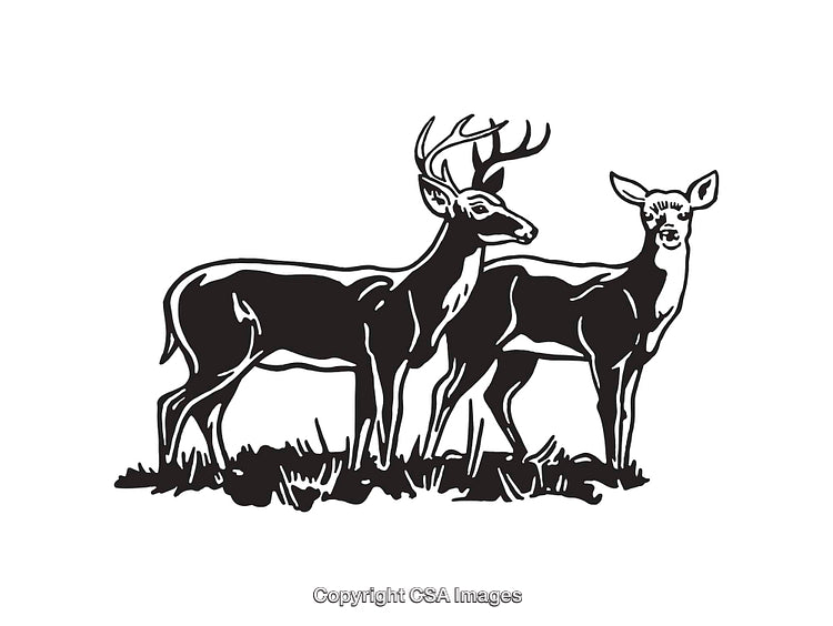 Black And White Line Art Illustration of a Deer Pair in Nature