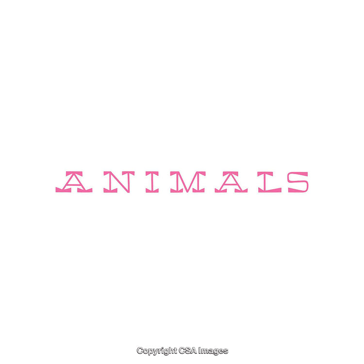 Minimalistic Typography of the Word Animals in Pink on White Background
