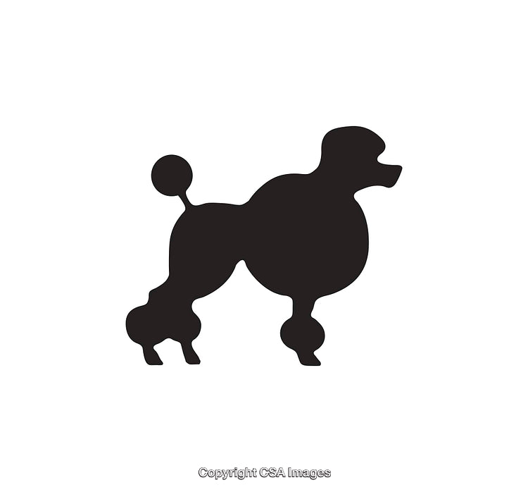 Poodle Silhouette Icon in Classic Black on White Background