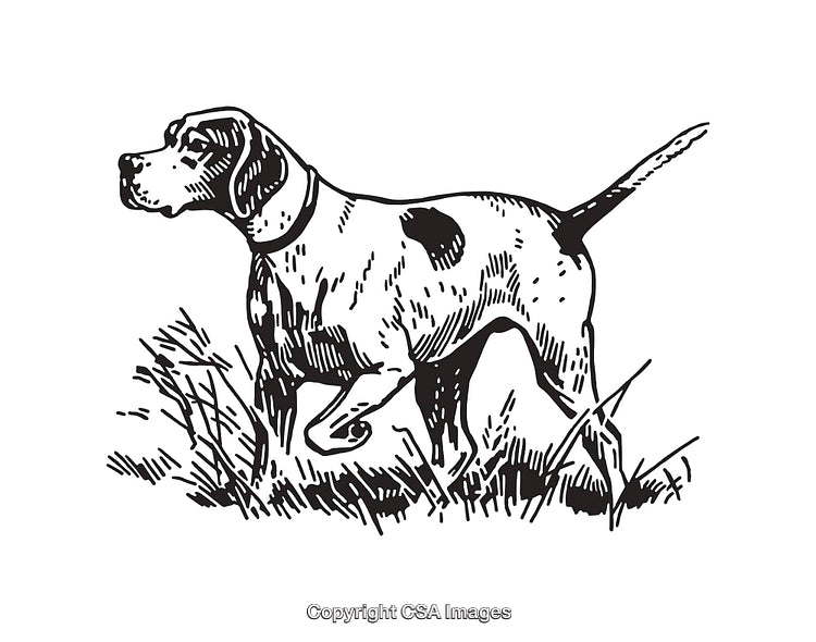 Black and White Illustration of a Hunting Dog in Pointing Stance