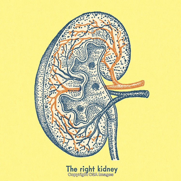 Detailed Illustration of The Human Kidney with Anatomical Diagram
