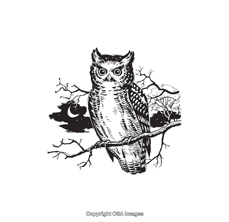Detailed Black and White Owl Illustration on a Tree Branch at Night