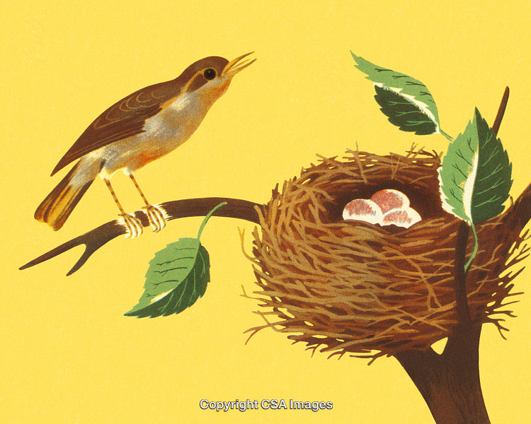 Bird Perched Near Nest With Eggs on a Sunny Branch