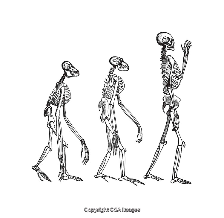 Evolution Representation Through Black and White Skeletal Line Art Illustrations