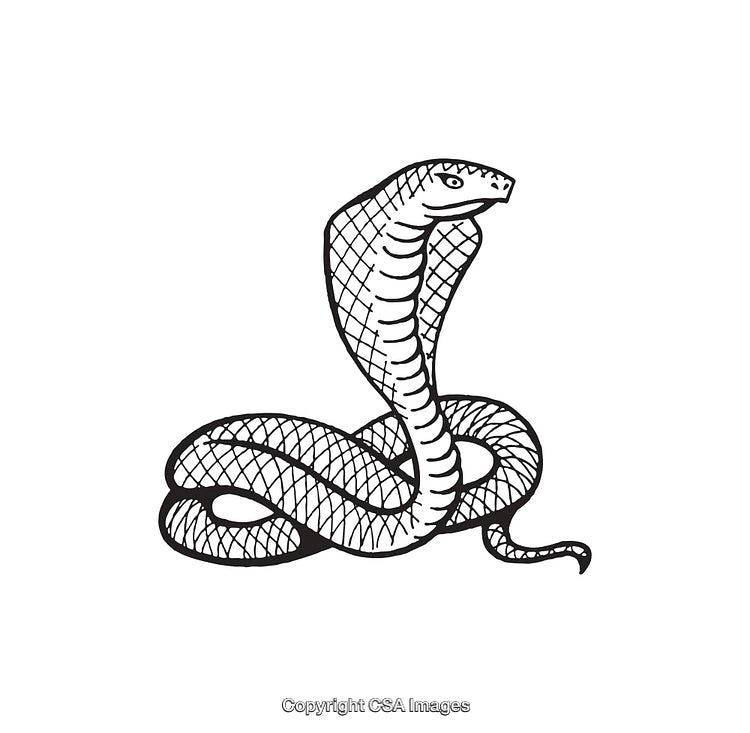 Black And White Line Art Illustration of a Snake with Raised Hood