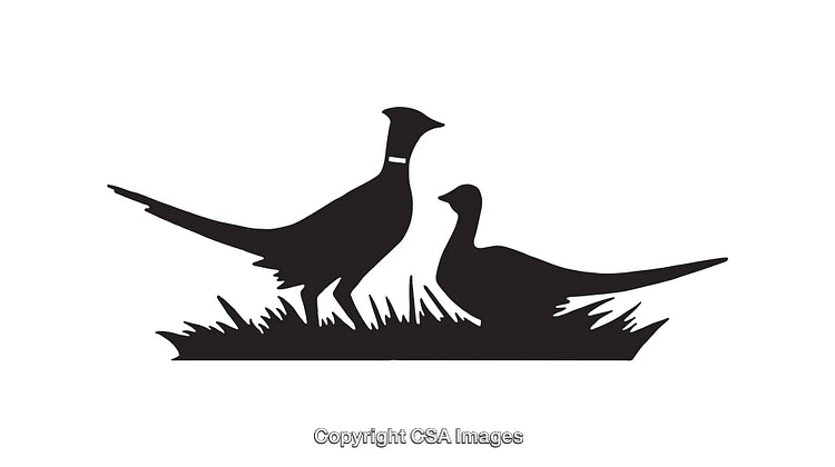 Silhouette of Two Pheasants in Grass, Black and White Line Art