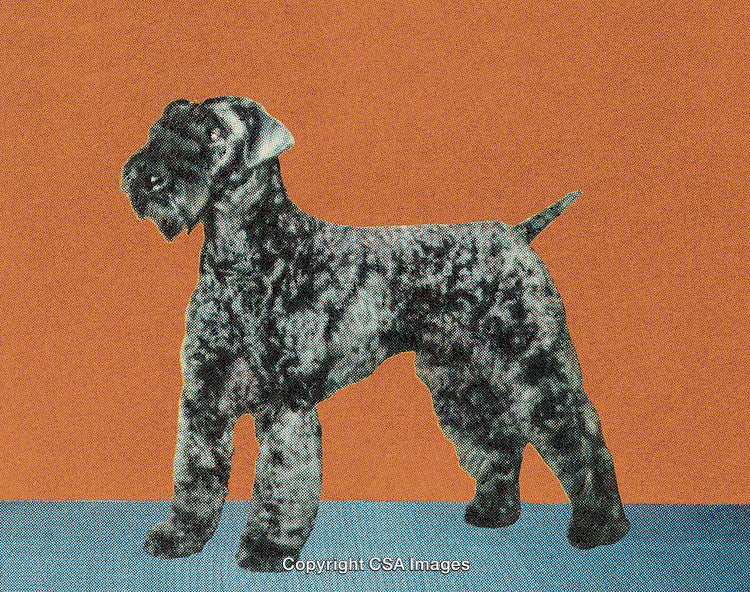 Stylized Portrait of a Terrier Dog Against a Textured Background